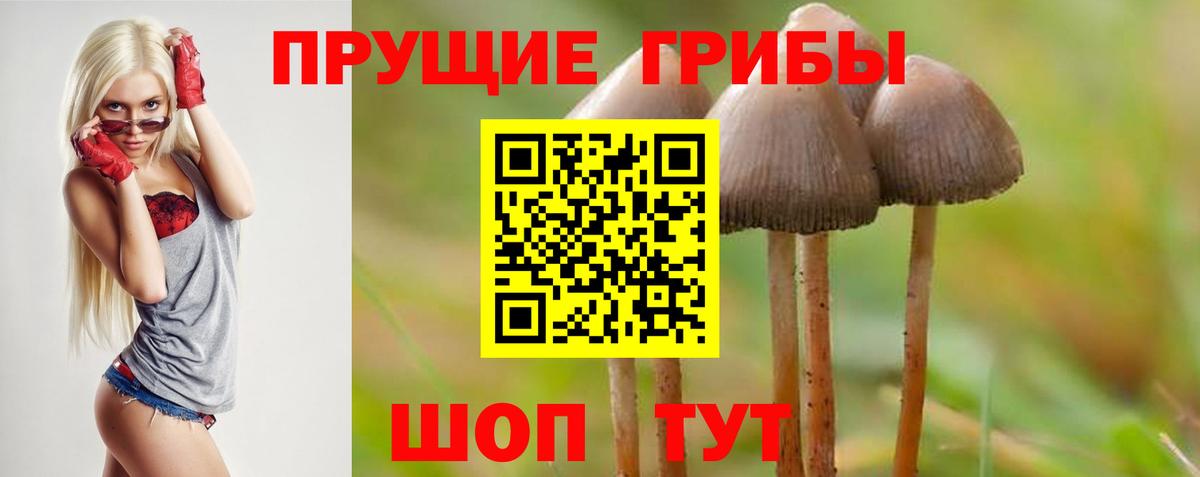 Псилоцибиновые грибы Psilocybe Дзержинский